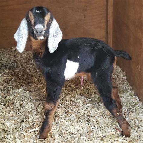 oklahoma city. . Bottle baby goats for sale craigslist